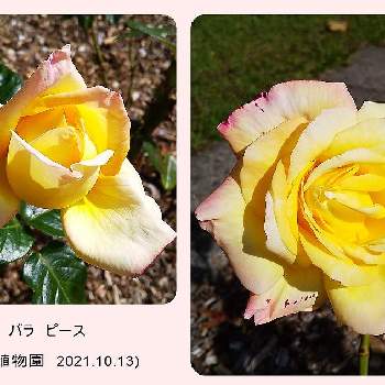 薔薇 ピースの画像 by 池ちゃんさん | 薔薇 ピースと花散歩と薔薇♡と北大植物園